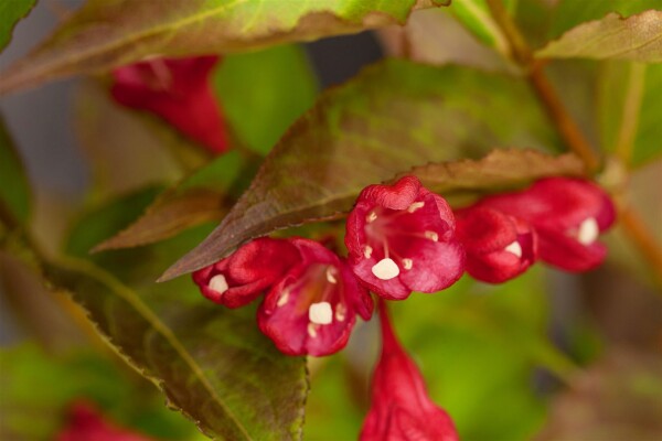 Weigela All Summer Red 30- 40 cm