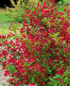 Weigela All Summer Red 30- 40 cm