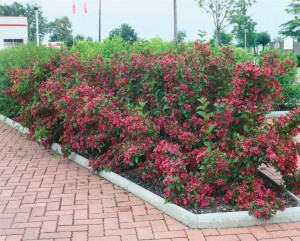 Weigela All Summer Red 30- 40 cm