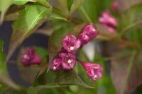 Weigela All Summer Red 30- 40 cm