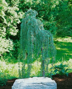 Cedrus atlantica Glauca 60- 80 cm