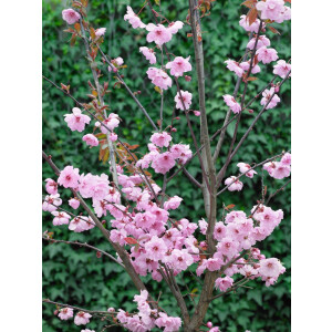 Prunus cerasifera Pleniflora