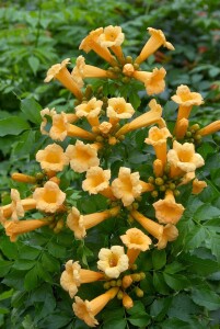 Campsis radicans Golden Trumpet 80- 100 cm