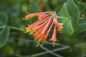 Lonicera brownii Dropmore Scarlet 80- 100 cm