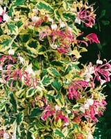 Lonicera periclymenum 60- 100 cm