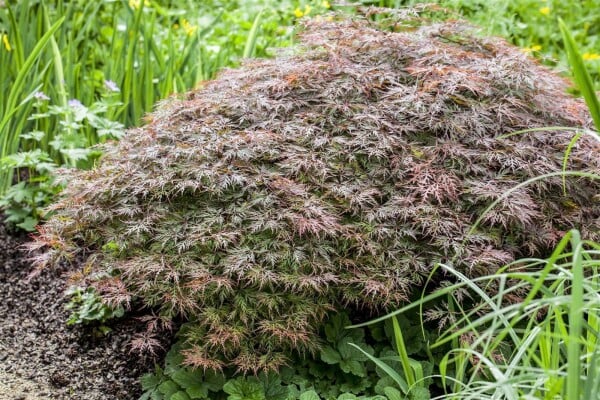 Acer palmatum Dissectum Garnet Stammhöhe 60 cm + Krone