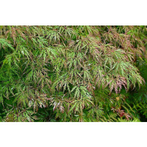 Acer palmatum Dissectum Garnet Stamm Krone Sth. 60-
