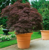 Acer palmatum Dissectum Garnet Stammhöhe 60 cm + Krone