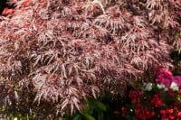 Acer palmatum Dissectum Garnet Stammhöhe 60 cm + Krone