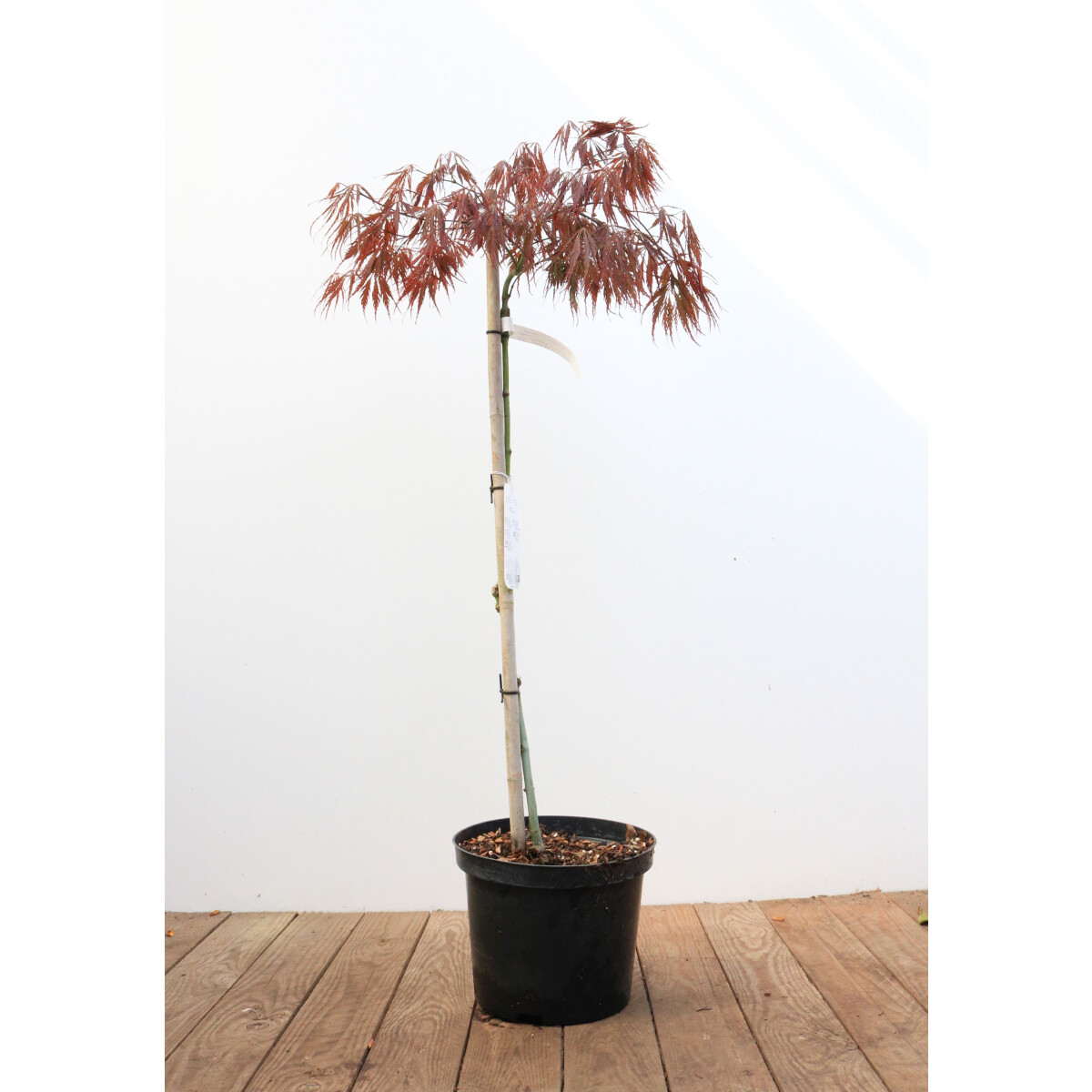 Acer palmatum Dissectum Garnet Stamm Krone Sth. 80-
