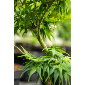 Acer palmatum Mikawa yatsubusa  Stamm Krone Sth. 80-