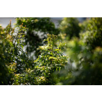Acer palmatum Sharps Pygmy