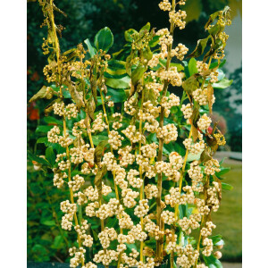 Callicarpa japonica Leucocarpa C5 40- 60