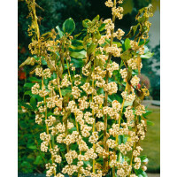 Callicarpa japonica Leucocarpa C10 100- 125