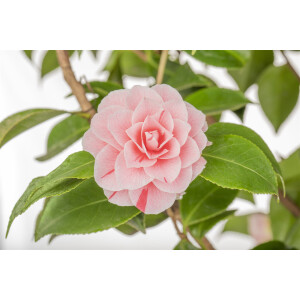 Camellia japonica Bonomiana C3 30- 40