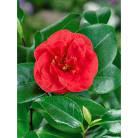 Camellia japonica Lady Campbell