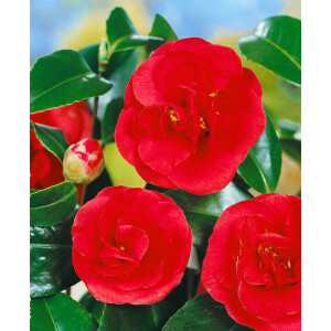 Camellia japonica Lady Campbell 25- 30 cm