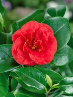 Camellia japonica Lady Campbell 25- 30 cm