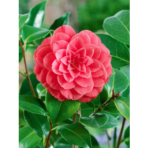 Camellia japonica Mrs Tingley hellrosa