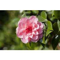 Camellia japonica Mrs Tingley hellrosa