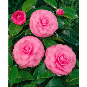 Camellia japonica Mrs Tingley hellrosa 25- 30 cm