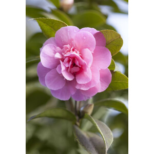 Camellia x williamsii Debbie