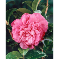 Camellia x williamsii Debbie