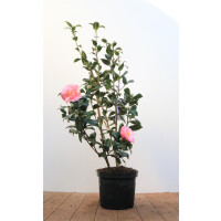 Camellia x williamsii Debbie rosa C3 40- 60