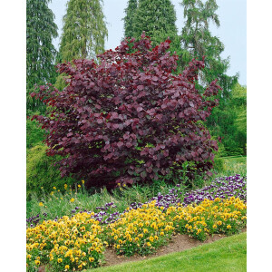 Cercis canadensis Ruby Falls