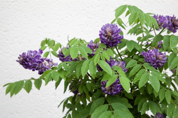 Wisteria frutescens Longwood Purple gestäbt 150- 200 cm