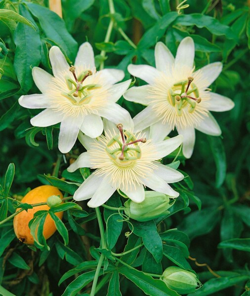 Passiflora caerulea Constance Elliot 40- 60 cm