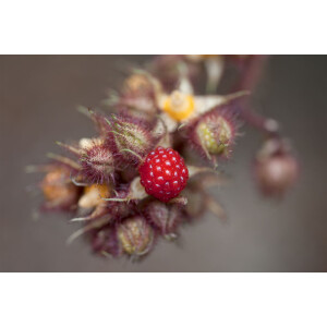 Rubus phoenicolasius