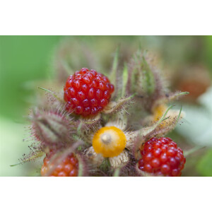 Rubus phoenicolasius 2L 30- 40