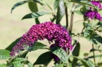 Buddleja davidii Royal Red 125- 150 cm