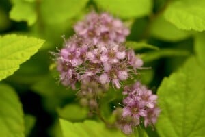 Spiraea japonica Goldflame C 3 20- 30