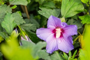 Hibiscus syriacus Marina Stammhöhe 80 cm + Krone