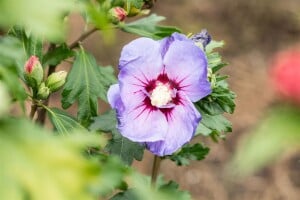 Hibiscus syriacus Marina Stammhöhe 80 cm + Krone