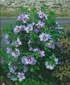 Hibiscus syriacus Marina Stammhöhe 80 cm + Krone