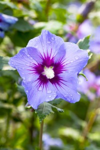 Hibiscus syriacus Marina Stammhöhe 80 cm + Krone