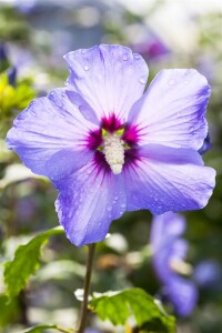 Hibiscus syriacus Marina Stammhöhe 80 cm + Krone