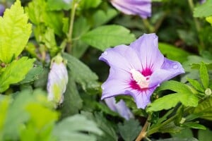 Hibiscus syriacus Marina Stammhöhe 80 cm + Krone