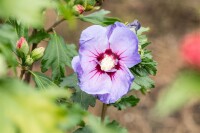 Hibiscus syriacus Marina Stammhöhe 80 cm + Krone