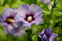 Hibiscus syriacus Marina Stammhöhe 80 cm + Krone