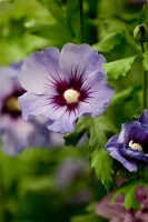 Hibiscus syriacus Marina Stammhöhe 80 cm + Krone