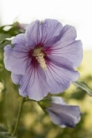 Hibiscus syriacus Marina Stammhöhe 80 cm + Krone