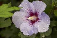 Hibiscus syriacus Marina Stammhöhe 80 cm + Krone