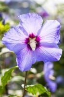 Hibiscus syriacus Marina Stammhöhe 80 cm + Krone