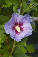 Hibiscus syriacus Marina Stammhöhe 80 cm + Krone