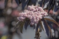 Sambucus nigra Black Tower  -R- C 5 80- 100