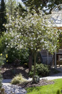 Viburnum burkwoodii 30- 40 cm